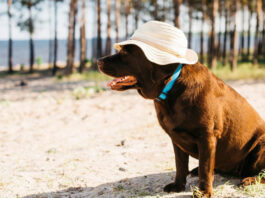 Verão exige atenção redobrada com a saúde dos pets; saiba cuidados