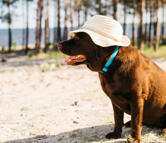 Verão exige atenção redobrada com a saúde dos pets; saiba cuidados