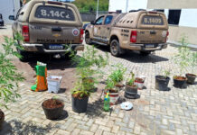Operação da Polícia Militar desarticula laboratório de maconha em Nazaré e termina com homem preso e material apresentado na Delegacia Territorial; confira