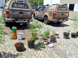 Operação da Polícia Militar desarticula laboratório de maconha em Nazaré e termina com homem preso e material apresentado na Delegacia Territorial; confira