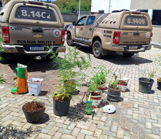 Operação da Polícia Militar desarticula laboratório de maconha em Nazaré e termina com homem preso e material apresentado na Delegacia Territorial; confira