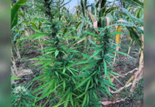 PM erradica cerca de 22 mil pés de maconha em cidade no norte da Bahia após denúncias feitas à Polícia Militar