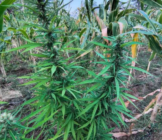 PM erradica cerca de 22 mil pés de maconha em cidade no norte da Bahia após denúncias feitas à Polícia Militar
