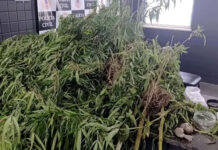 Polícia Militar apreende plantação com cerca de 8 kg de maconha, encontra criança sozinha em residência e conduz dois suspeitos em Santo Antônio de Jesus
