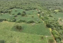 Chapada Diamantina: Uma tonelada de maconha apreendida em fazenda; área era equivalente a oito campos de futebol