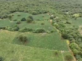 Chapada Diamantina: Uma tonelada de maconha apreendida em fazenda; área era equivalente a oito campos de futebol