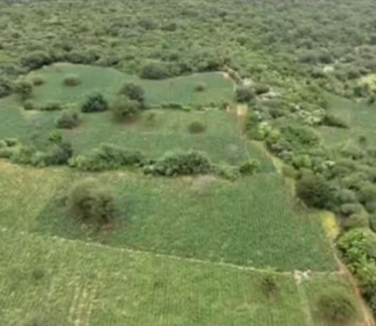 Chapada Diamantina: Uma tonelada de maconha apreendida em fazenda; área era equivalente a oito campos de futebol