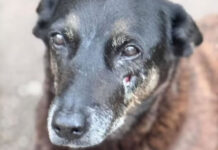 Cão Orelha: laudo após exumação não identifica lesões na cabeça, mas morte por trauma ainda não é descartada