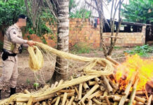 Operação Força Total: Polícia Militar desativa fábrica clandestina de explosivos em Sapeaçu: todo material e suspeito foram apresentados na DT do município