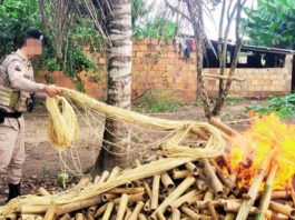 Operação Força Total: Polícia Militar desativa fábrica clandestina de explosivos em Sapeaçu: todo material e suspeito foram apresentados na DT do município