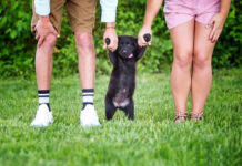 Lei sancionada regulamenta guarda compartilhada de animais de estimação na separação de casais; veja regras