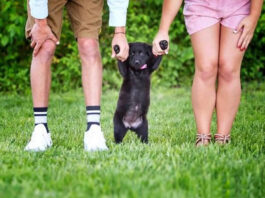 Lei sancionada regulamenta guarda compartilhada de animais de estimação na separação de casais; veja regras