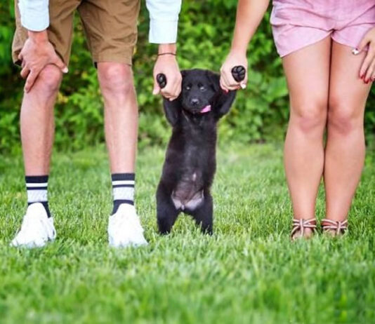 Lei sancionada regulamenta guarda compartilhada de animais de estimação na separação de casais; veja regras