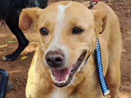 México reconhece o ‘cachorro caramelo’ como uma raça mexicana e provoca reação de brasileiros nas redes sociais