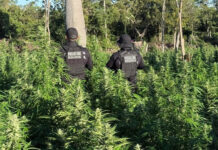 Operação integrada localiza 50 mil pés de maconha e termina com suspeito baleado na região oeste da Bahia