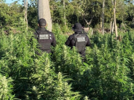 Operação integrada localiza 50 mil pés de maconha e termina com suspeito baleado na região oeste da Bahia