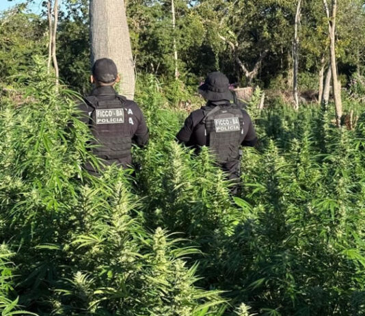 Operação integrada localiza 50 mil pés de maconha e termina com suspeito baleado na região oeste da Bahia