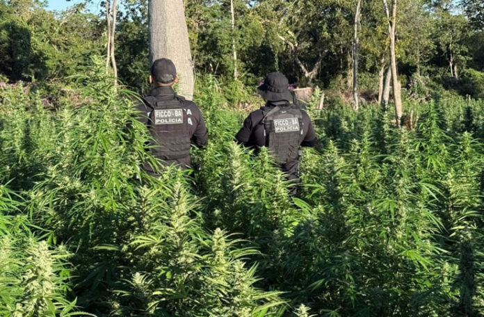 maconha