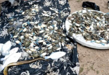 Praia de São Tomé de Paripe registra morte de peixes e Câmara de Salvador retoma debate sobre contaminação