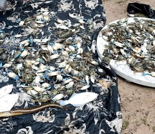 Praia de São Tomé de Paripe registra morte de peixes e Câmara de Salvador retoma debate sobre contaminação