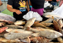 “É uma tradição na cidade”, diz ex-prefeito Ito de Bega sobre distribuição de peixe na Semana Santa em Conceição do Almeida; confira os detalhes