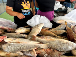 “É uma tradição na cidade”, diz ex-prefeito Ito de Bega sobre distribuição de peixe na Semana Santa em Conceição do Almeida; confira os detalhes
