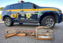 Mais de 10 mil animais são apreendidos em rodovias da Bahia nos últimos dois anos, diz levantamento da PRF; confira