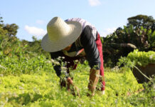 Agricultura familiar recebe investimento de R$ 4,6 milhões