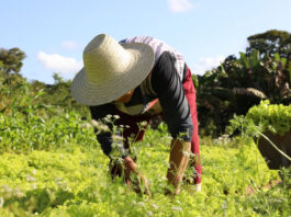 Agricultura familiar recebe investimento de R$ 4,6 milhões