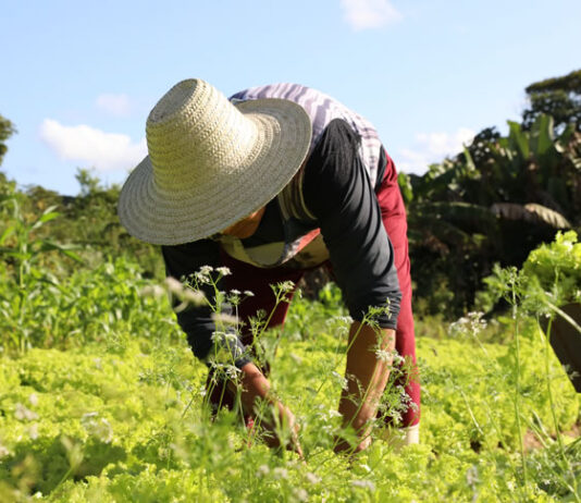 Governo da Bahia lança editais inéditos de R$ 16 milhões para fortalecer plantas medicinais e turismo rural comunitário