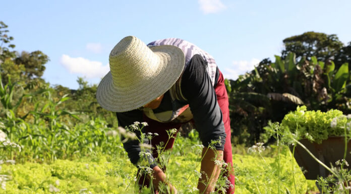 Governo lança editais de R$ 64 milhões para fortalecer a agricultura familiar em diversas regiões do estado