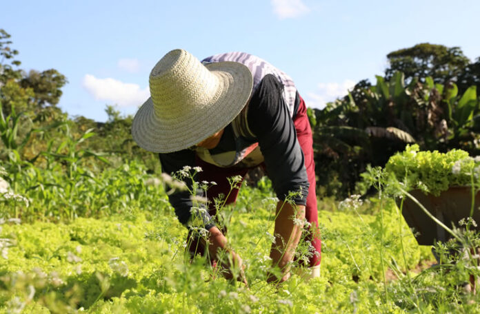 agricultura