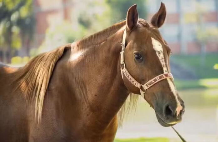cavalo