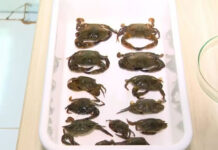 Pesquisa encontra Cobre em siris de praia contaminada no Subúrbio de Salvador; local está em análise desde fevereiro