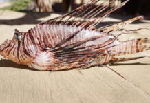 Peixe altamente perigoso é encontrado em praia perto de Salvador e alerta para mergulhadores é acionado