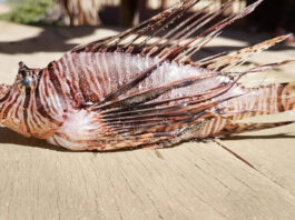 Peixe altamente perigoso é encontrado em praia perto de Salvador e alerta para mergulhadores é acionado