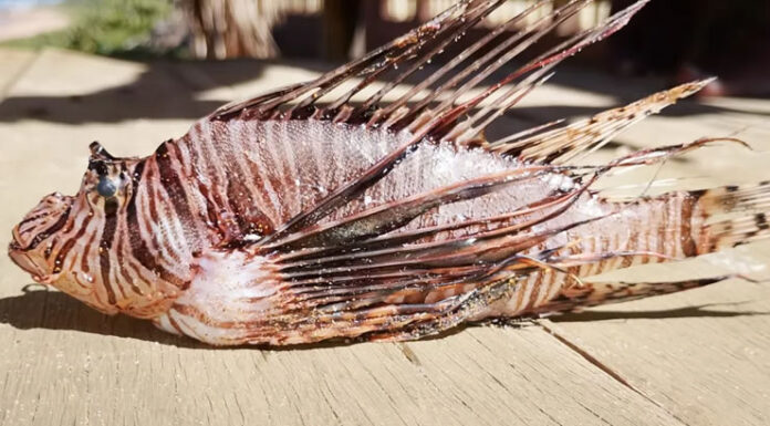Peixe altamente perigoso é encontrado em praia perto de Salvador e alerta para mergulhadores é acionado