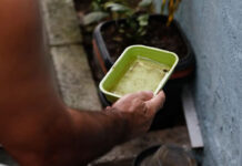 El Niño pode aumentar casos de chikungunya e dengue no Brasil; Ministério da Saúde recomenda intensificar ações