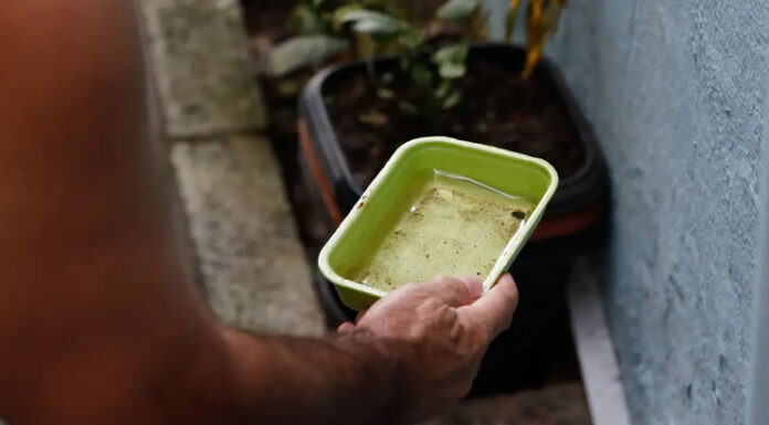 El Niño pode aumentar casos de chikungunya e dengue no Brasil; Ministério da Saúde recomenda intensificar ações