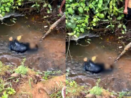 Jovem foi encontrado morto em rio na divisa entre Santo Antônio de Jesus e Muniz Ferreira: vítima já foi identificada e corpo foi encaminhado para DPT; Veja