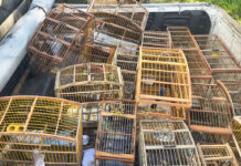 Operação em Maragogipe e outras cidades resgatou cerca de 140 aves silvestres e parte dos animais são encaminhados para o MP de Santo Antônio de Jesus