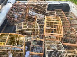 Operação em Maragogipe e outras cidades resgatou cerca de 140 aves silvestres e parte dos animais são encaminhados para o MP de Santo Antônio de Jesus