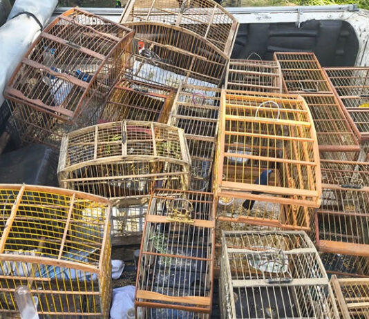 Operação em Maragogipe e outras cidades resgatou mais de 140 aves silvestres; parte dos animais já foi encaminhada ao MP de Santo Antônio de Jesus; veja